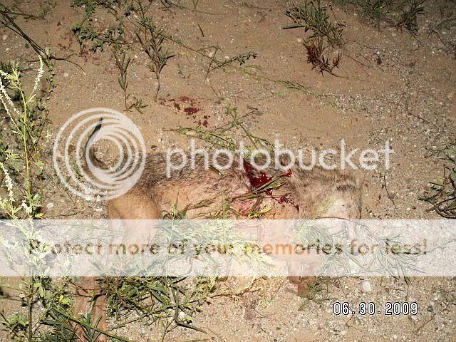 Coyotewith22-25030grBTNL.jpg