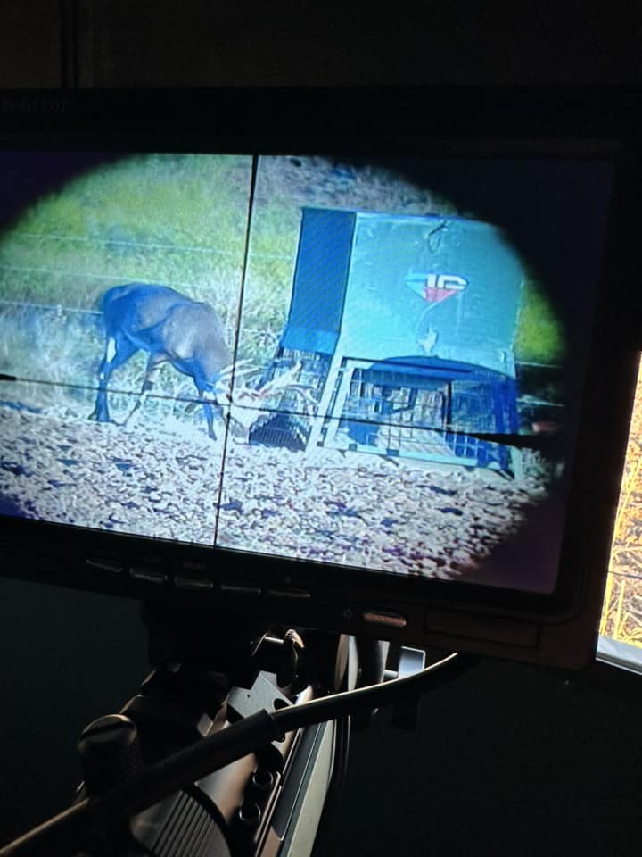 Deer in crosshairs on Digital Crosshairs adaptive rifle scope clip-on targeting display
