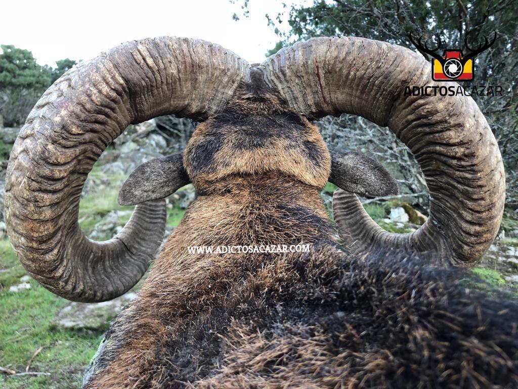 Back Viwe Gold Mouflon.jpg