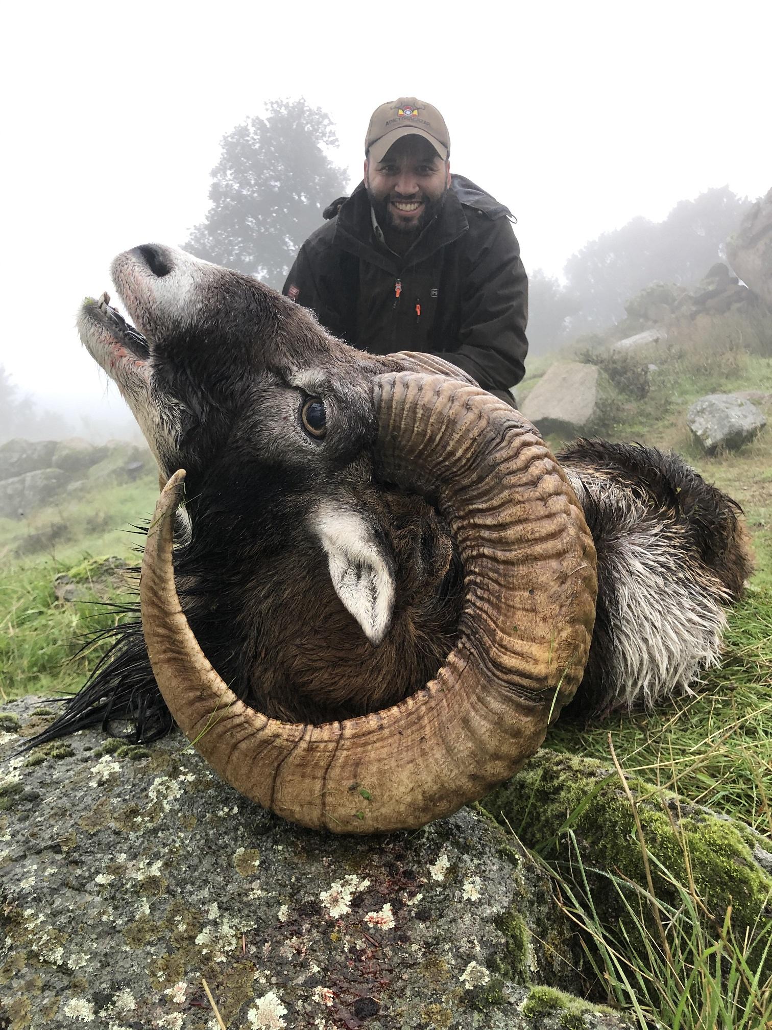 Bronze Mouflon.jpg