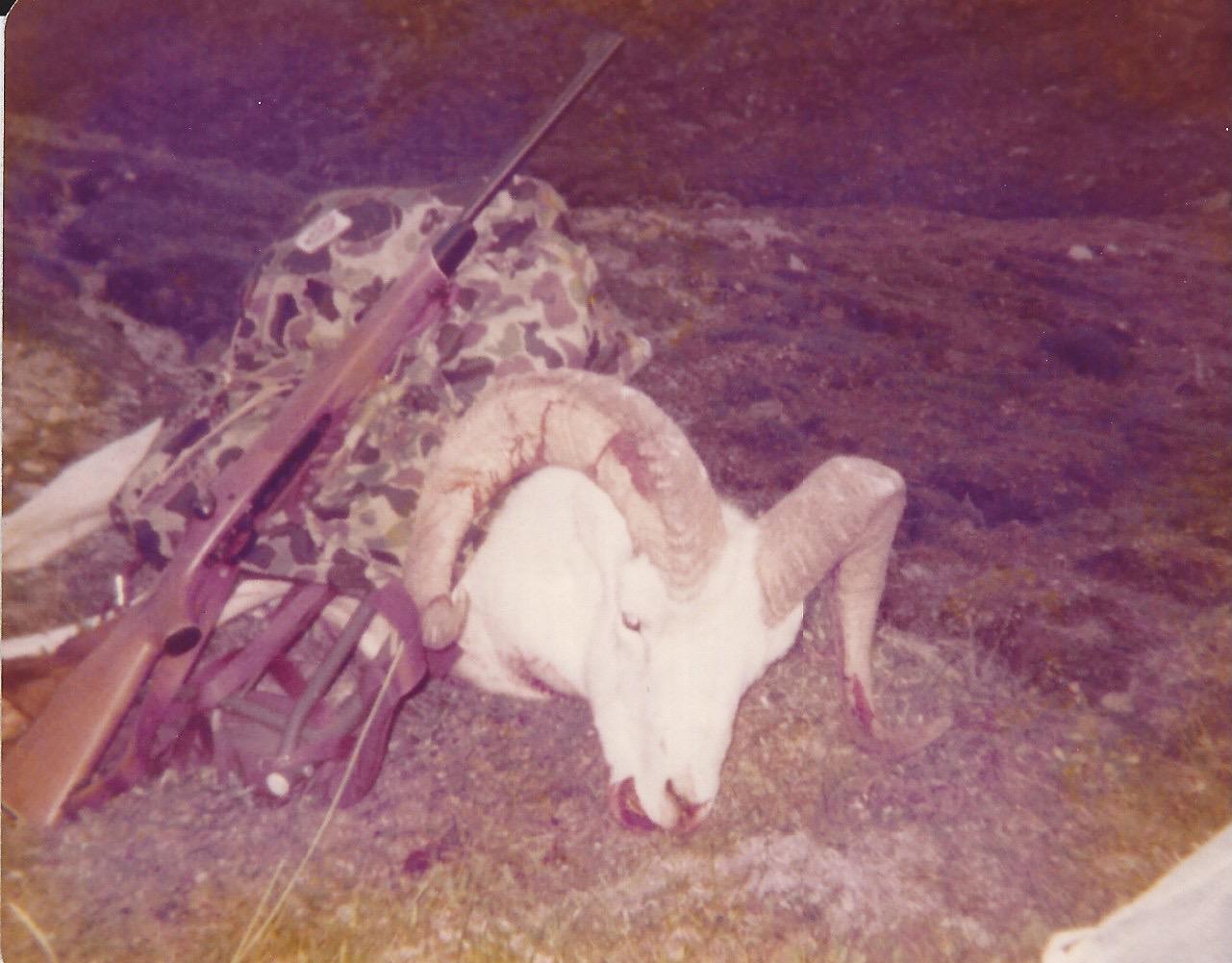 Dall Sheep 1977.jpeg