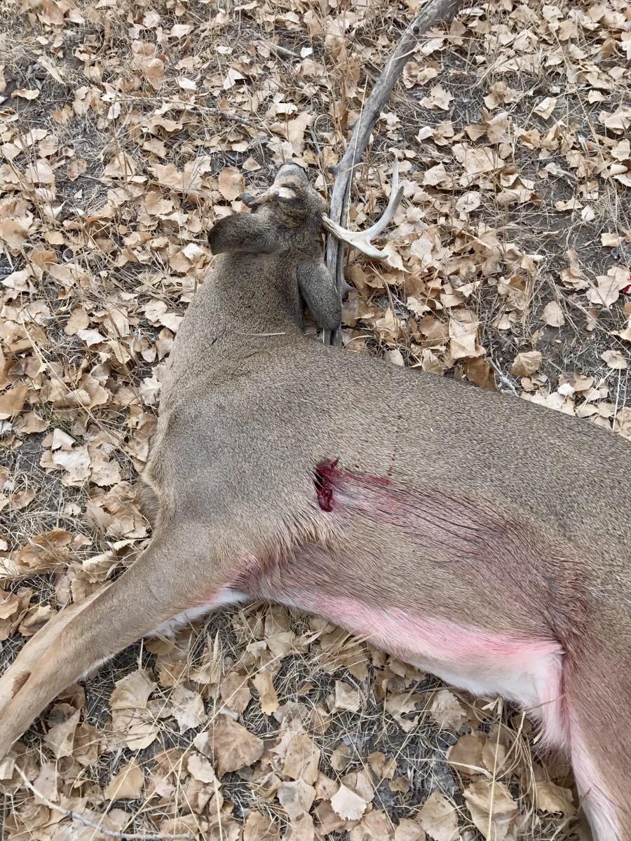 deer dead.jpg