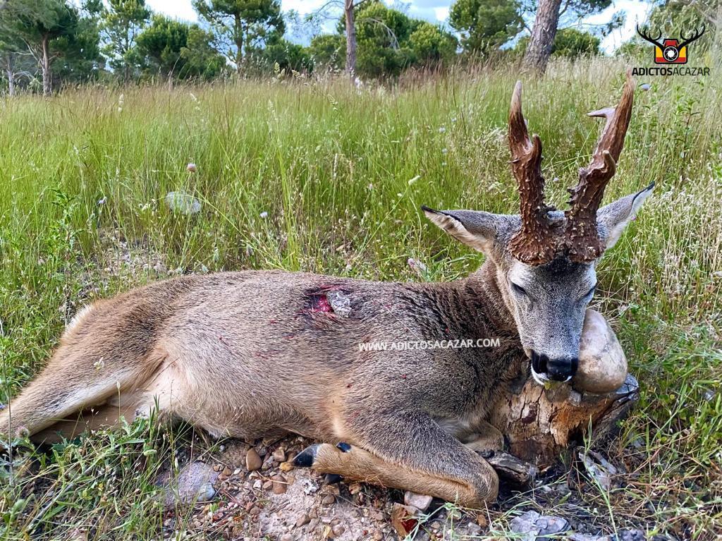 Gold Roe Buck.jpg