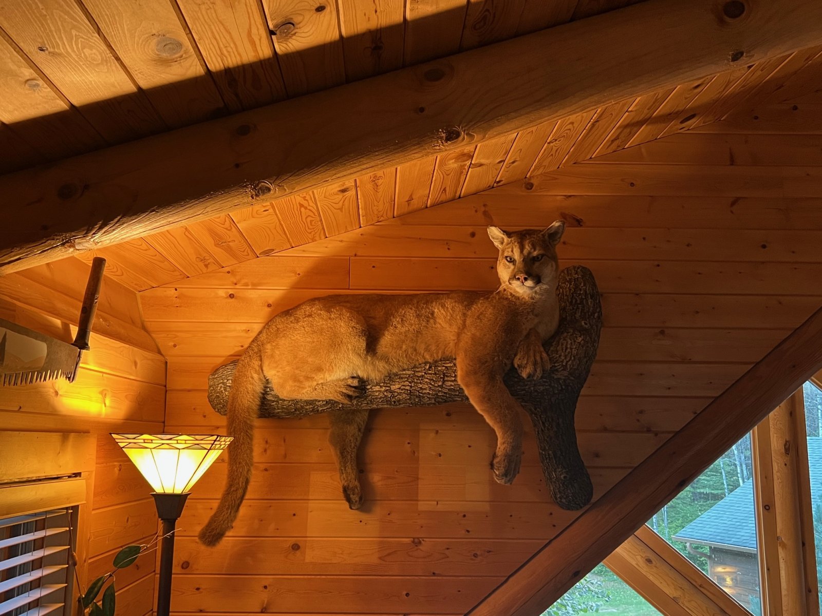 Mountain Lion mount.jpg