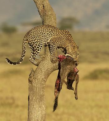 leopard-in-a-tree-004.jpg