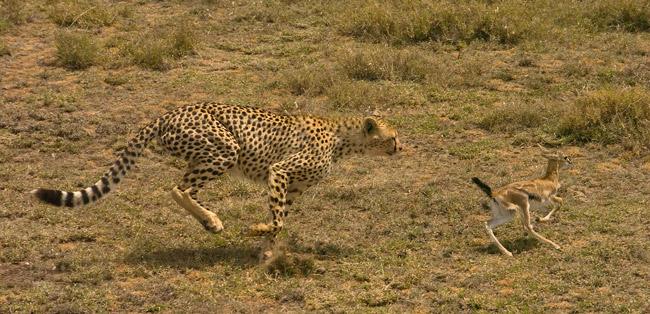 cheetah-chase-1.jpg