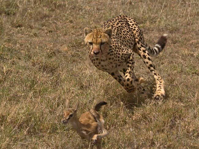 cheetah-chase.jpg